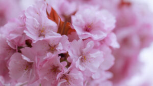 Workshop: Japan – Cherry Blossom Season